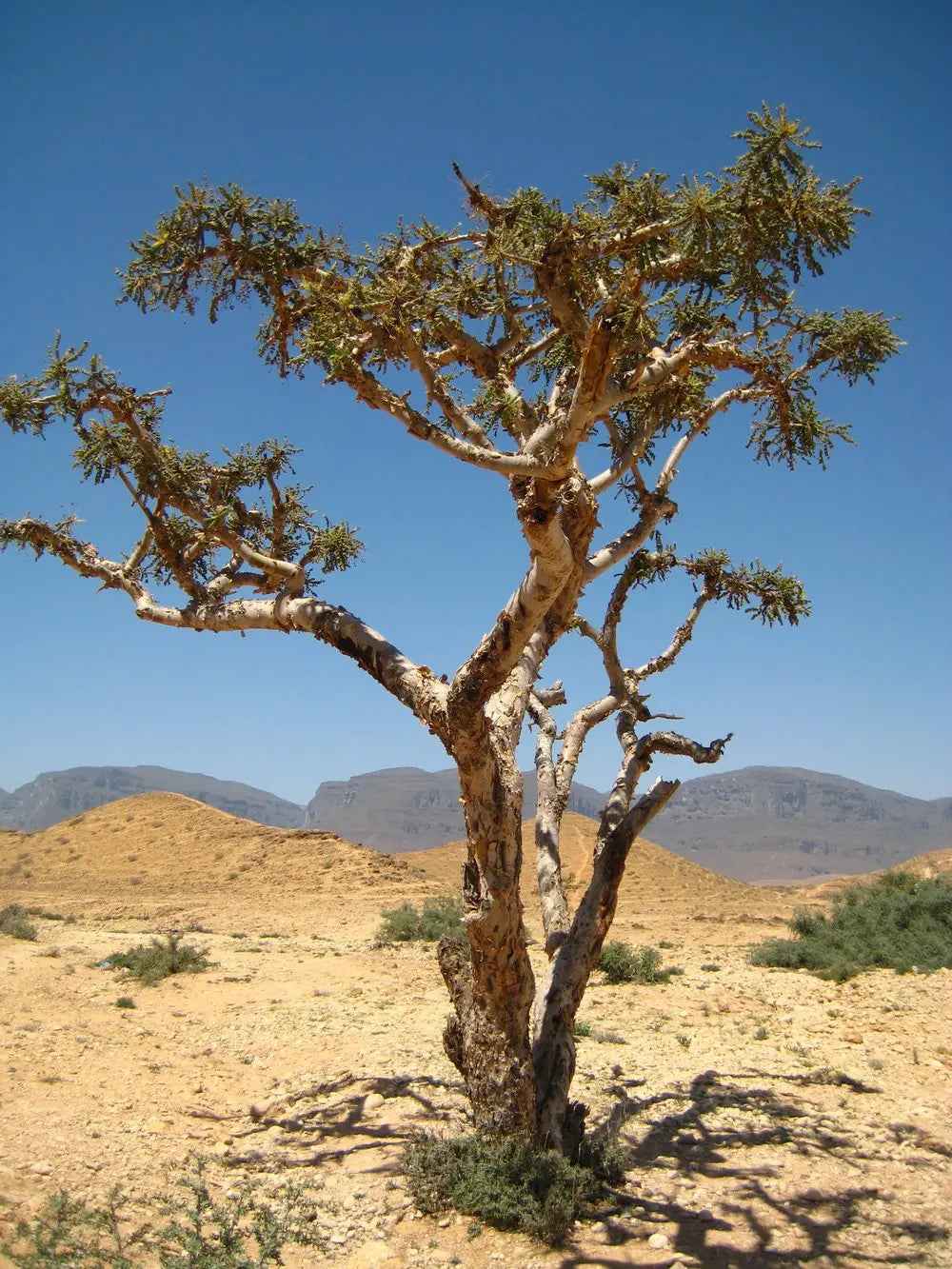 Burning Luban Frankincense, Resin 100g