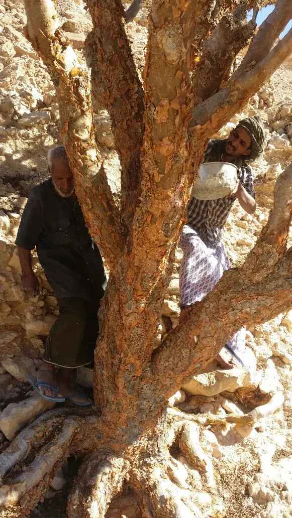 Burning Luban Frankincense, Resin 100g